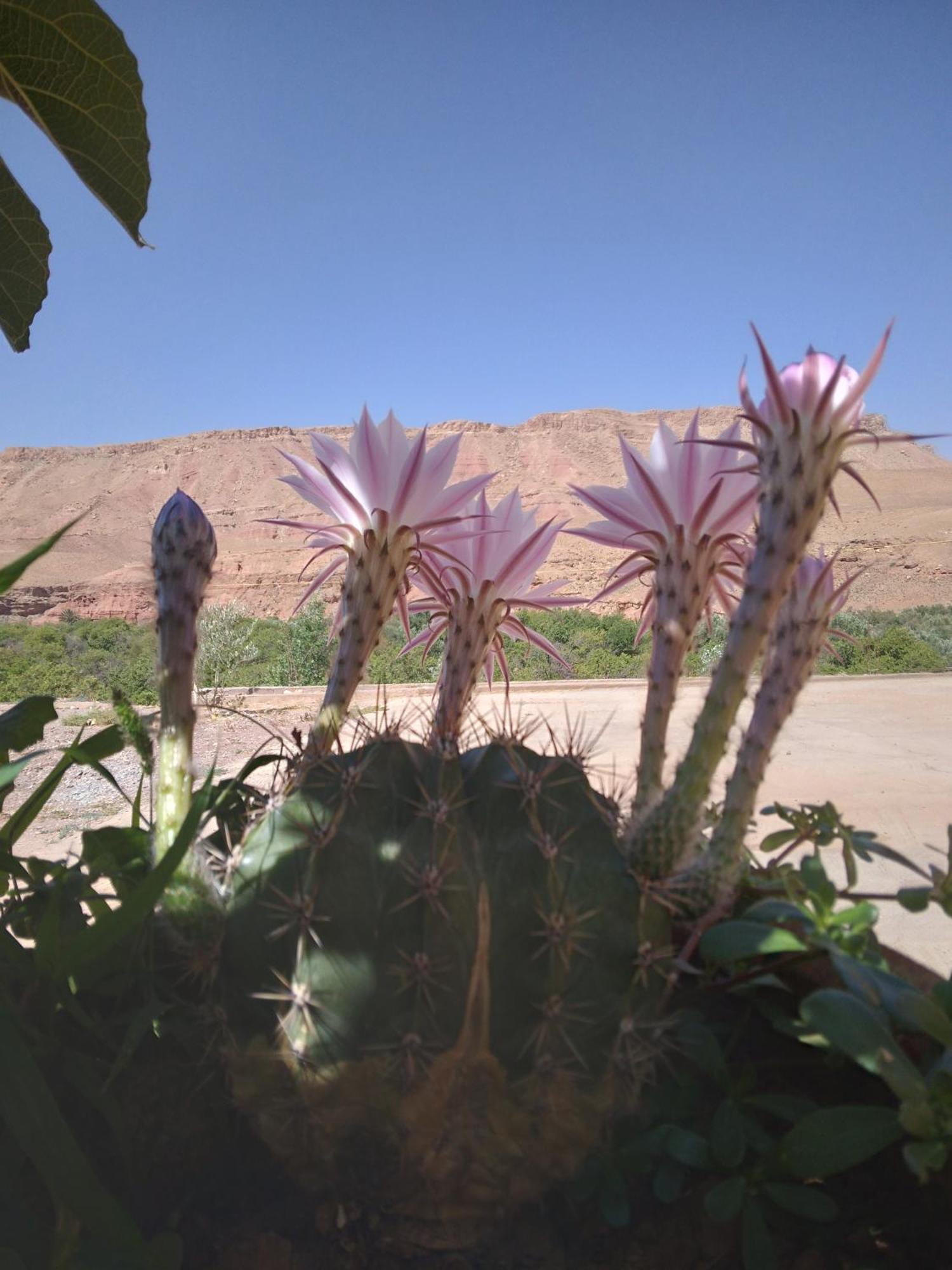 Dar Bilal Hotel Ait Benhaddou Exterior photo
